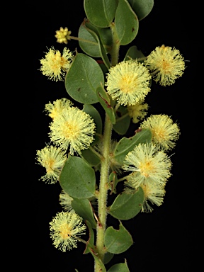 APII jpeg image of Acacia cremiflora  © contact APII