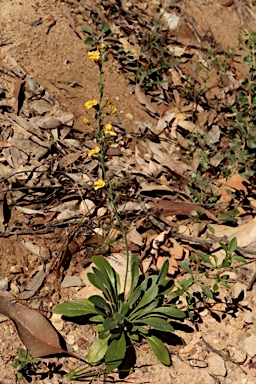 APII jpeg image of Goodenia bellidifolia subsp. bellidifolia  © contact APII