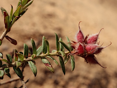 APII jpeg image of Oxylobium pulteneae  © contact APII