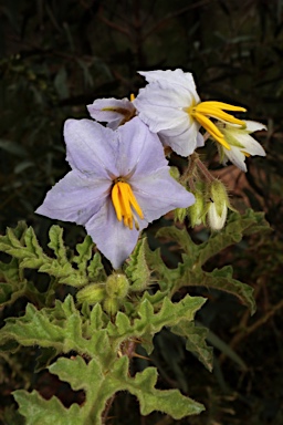APII jpeg image of Solanum sisymbriifolium  © contact APII