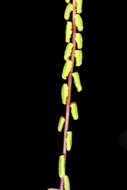 APII jpeg image of Lindsaea linearis  © contact APII