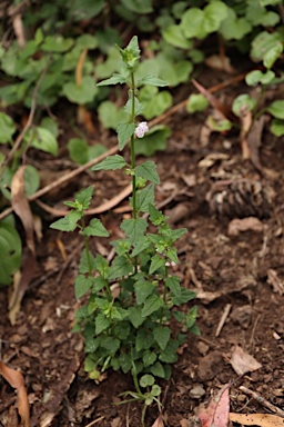 APII jpeg image of Scutellaria humilis  © contact APII