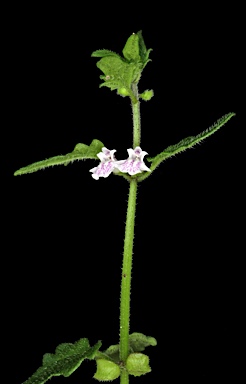 APII jpeg image of Scutellaria humilis  © contact APII