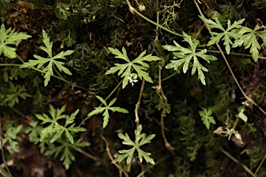 APII jpeg image of Hydrocotyle geraniifolia  © contact APII