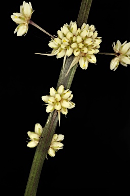 APII jpeg image of Lomandra spicata  © contact APII