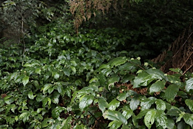 APII jpeg image of Elatostema reticulatum  © contact APII