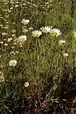 APII jpeg image of Leucanthemum vulgare  © contact APII