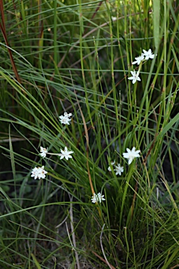 APII jpeg image of Wurmbea dioica subsp. dioica  © contact APII