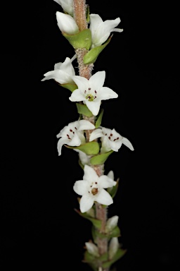 APII jpeg image of Epacris microphylla  © contact APII