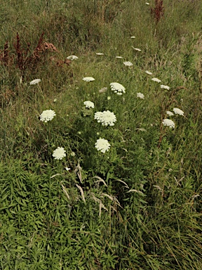 APII jpeg image of Ammi majus  © contact APII