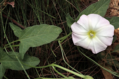 APII jpeg image of Convolvulus arvensis  © contact APII