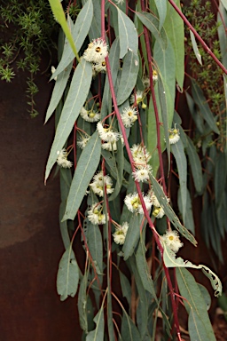 APII jpeg image of Eucalyptus camaldulensis 'Blue Veil'  © contact APII