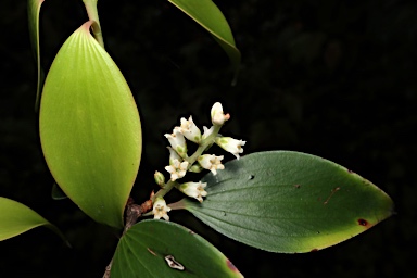 APII jpeg image of Trochocarpa bellendenkerensis  © contact APII