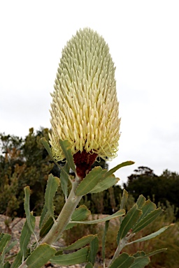 APII jpeg image of Banksia sceptrum  © contact APII