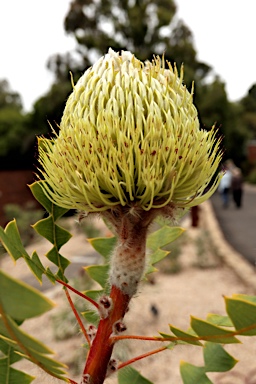 APII jpeg image of Banksia baxteri  © contact APII