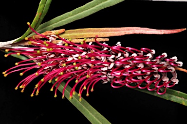 APII jpeg image of Grevillea aspleniifolia  © contact APII