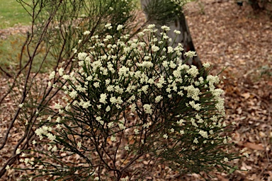 APII jpeg image of Ozothamnus tuckeri  © contact APII