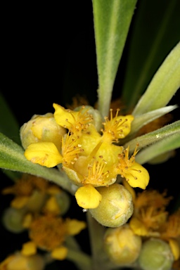 APII jpeg image of Tristaniopsis laurina  © contact APII