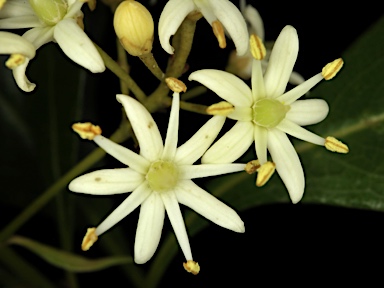 APII jpeg image of Auranticarpa rhombifolia  © contact APII