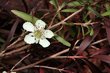 APII jpeg image of Leptospermum 'Copper Crest''  © contact APII