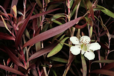 APII jpeg image of Leptospermum 'Copper Crest'  © contact APII