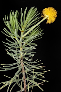 APII jpeg image of Acacia equisetifolia  © contact APII