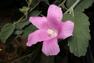 APII jpeg image of Hibiscus sturtii var. grandiflorus  © contact APII