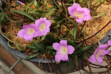 APII jpeg image of Calandrinia sp. Chewings Range (D.E.Albrecht 10561)  © contact APII