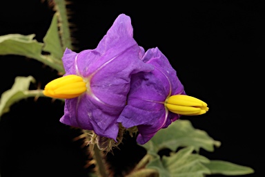 APII jpeg image of Solanum ultraspinosum  © contact APII