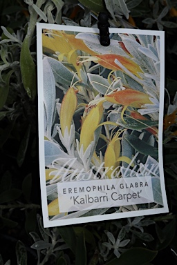 APII jpeg image of Eremophila glabra 'Kalbarri Carpet'  © contact APII