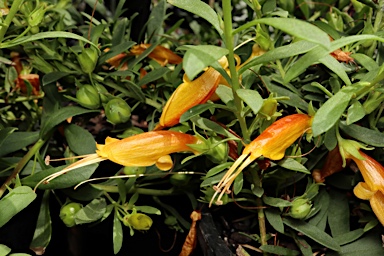 APII jpeg image of Eremophila glabra subsp. carnosa  © contact APII