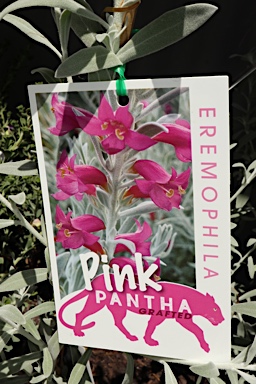 APII jpeg image of Eremophila 'Pink Panther'  © contact APII