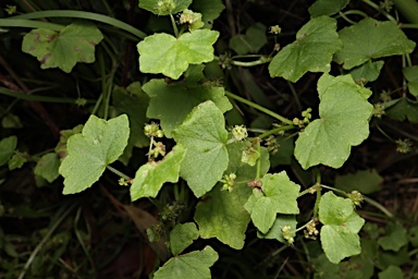 APII jpeg image of Hydrocotyle acutiloba  © contact APII