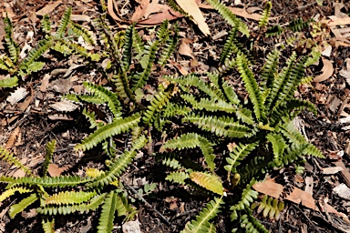 APII jpeg image of Blechnum penna-marina subsp. alpina  © contact APII