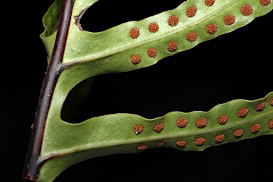 APII jpeg image of Zealandia pustulata subsp. pustulata  © contact APII