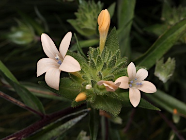 APII jpeg image of Collomia grandiflora  © contact APII