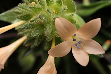 APII jpeg image of Collomia grandiflora  © contact APII
