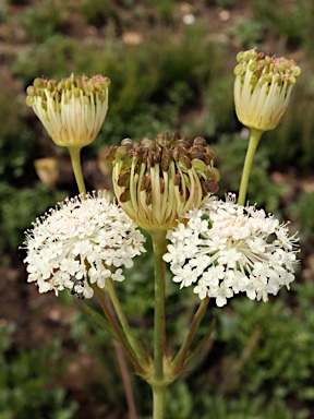 APII jpeg image of Trachymene composita var. composita  © contact APII