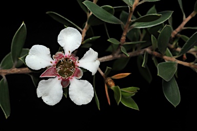 APII jpeg image of Leptospermum petraeum  © contact APII