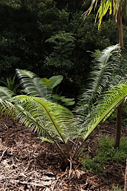 APII jpeg image of Lepidozamia peroffskyana  © contact APII