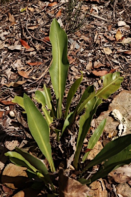 APII jpeg image of Asplenium goudeyi  © contact APII