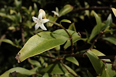 APII jpeg image of Psychotria simmondsiana  © contact APII