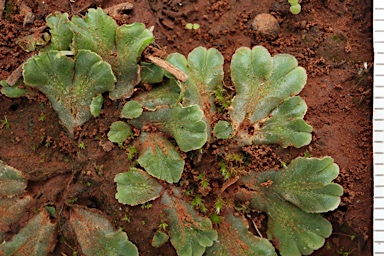 APII jpeg image of Riccia cartilaginosa  © contact APII