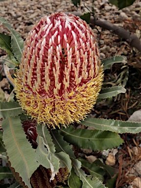 APII jpeg image of Banksia menziesii  © contact APII