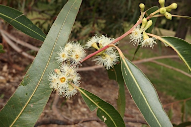 APII jpeg image of Eucalyptus grandis  © contact APII