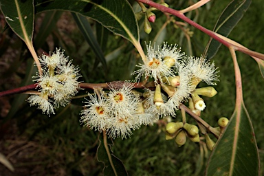 APII jpeg image of Eucalyptus grandis  © contact APII