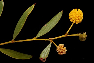 APII jpeg image of Acacia phlebocarpa  © contact APII