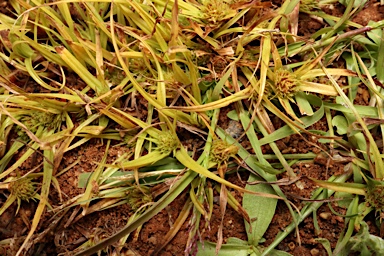 APII jpeg image of Cyperus pygmaeus  © contact APII