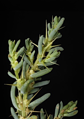 APII jpeg image of Sclerolaena cuneata  © contact APII