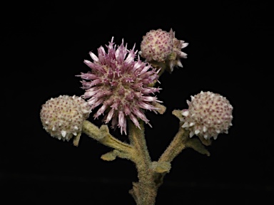 APII jpeg image of Pterocaulon sphacelatum  © contact APII